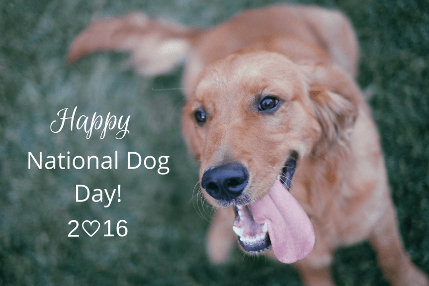 National Dog Day&nbsp;2016
