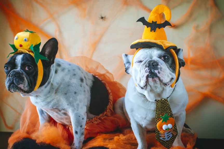 5 Top Dog Tips for&nbsp;Halloween