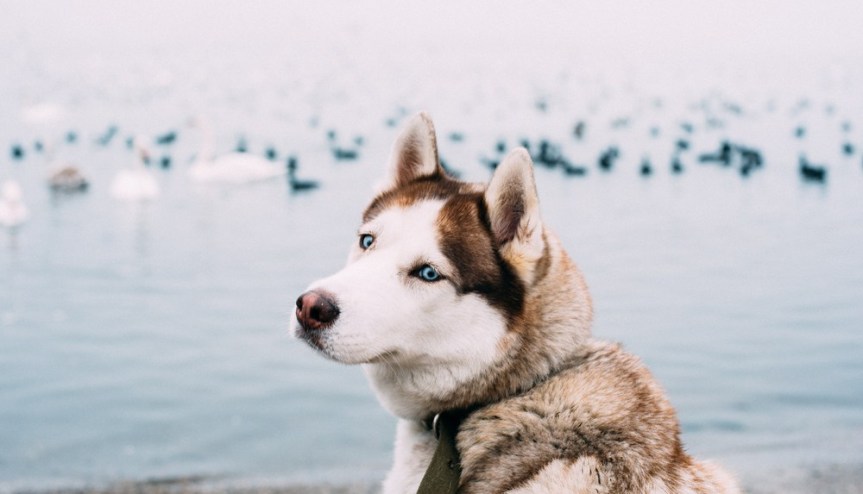 New Year, New&nbsp;Dog