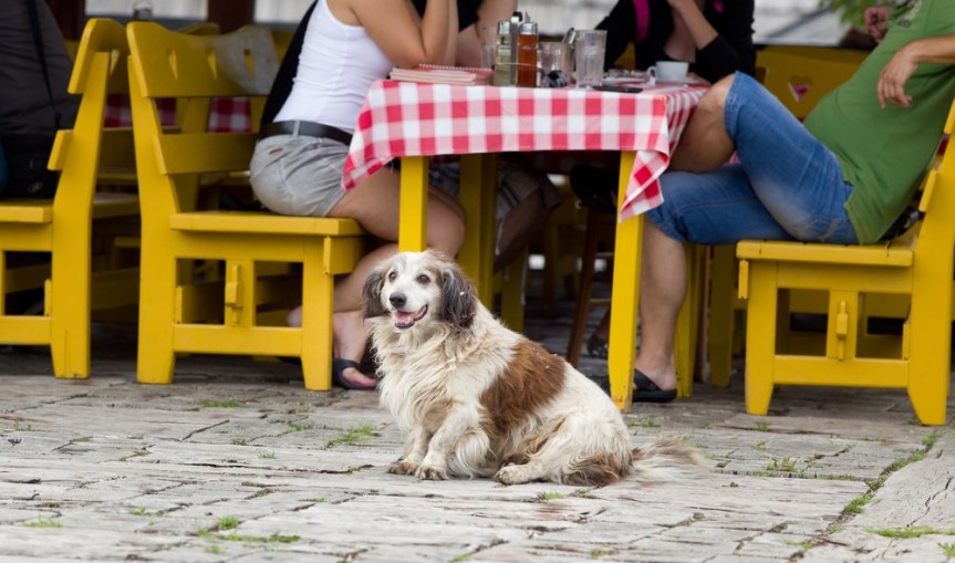 5 Valentine’s Day Date Spots for You & Your&nbsp;Dog