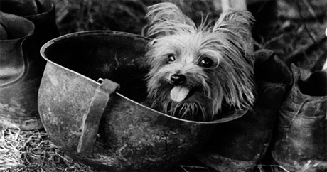 file_10959_column_what-were-famous-war-dogs