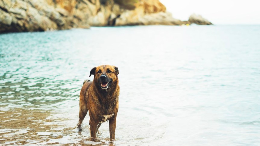 7 Things Your Pup Wants To Do This&nbsp;Summer