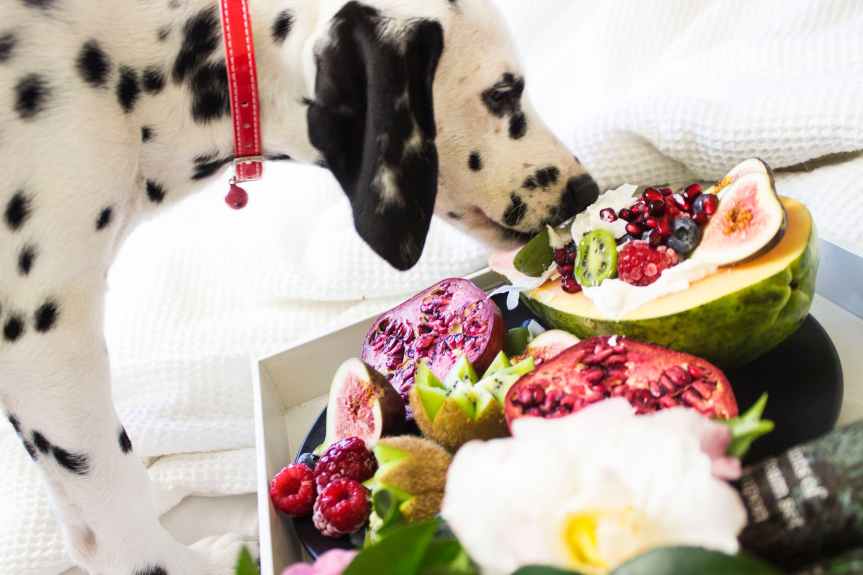 Why You Should Feed Your Dog An All-Natural&nbsp;Diet