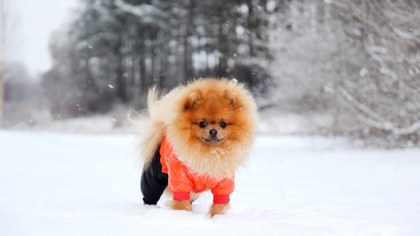 The 5 Pet Winter Safety Tips You NEED To&nbsp;Know!